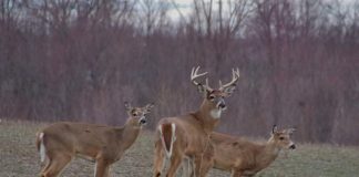 Working together benefits everyone deer