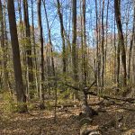 How to attract deer to a woodlot without deer corn woodlot