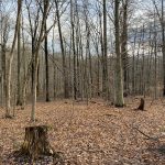 How to stay safe on winter hikes in the woods Winter woods