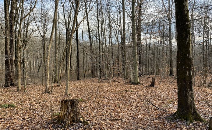 Winter woods Winter woods