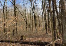 Timber management discussion planned for Dec. 6 Winter woods