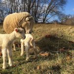 ewe and lambs