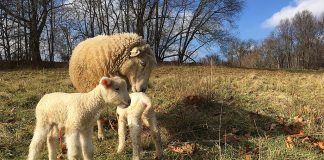 Limping through a lambing and out of 2021 ewe and lambs