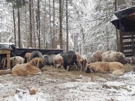 How humans fail livestock guardian dog training livestock guardian dogs
