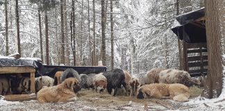 How humans fail livestock guardian dog training livestock guardian dogs