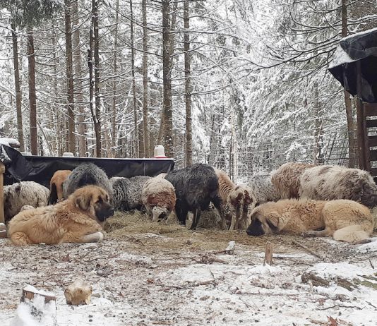 How humans fail livestock guardian dog training livestock guardian dogs