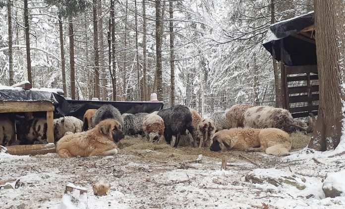 livestock guardian dogs