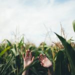 Children reveal how fast time flies hands in a corn field