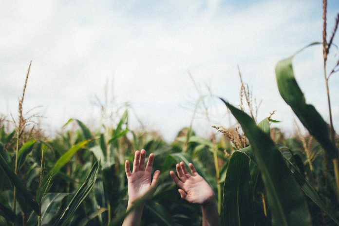 hands in a corn field hands in a corn field
