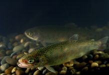 Rainbow trout released across Ohio Two rainbow trout swimming.