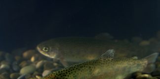 Two rainbow trout swimming.