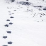 Enjoying the magic of winter walks in the snow tracks in snow