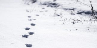 tracks in snow