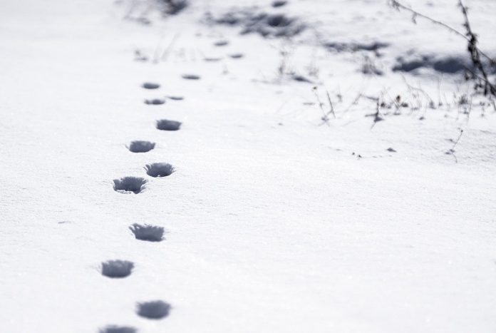 tracks in snow tracks in snow