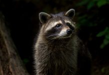 Masked bandits raccoon