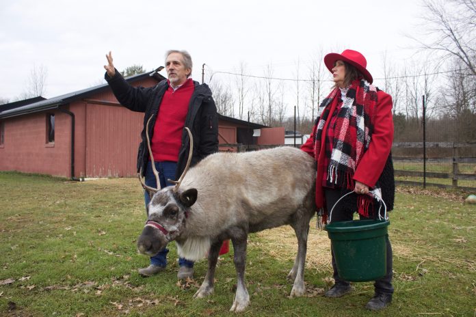 rootstown_reindeer_6 A man and and a woman stand in a pasture with a reindeer.