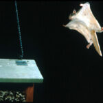 Storied history of Ohio’s squirrel population Southern flying squirrel