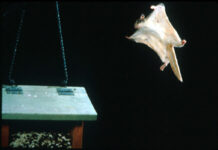 Storied history of Ohio’s squirrel population Southern flying squirrel