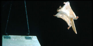 Southern flying squirrel