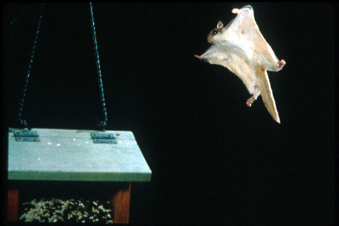 Southern flying squirrel