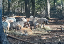 Don’t miss the cues with livestock guardian dog behavior livestock guardian dogs and sheep