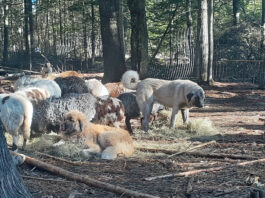 Don’t miss the cues with livestock guardian dog behavior livestock guardian dogs and sheep