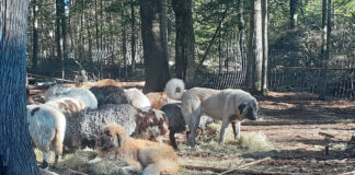 Don’t miss the cues with livestock guardian dog behavior livestock guardian dogs and sheep