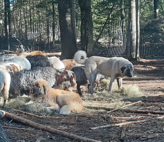 Don’t miss the cues with livestock guardian dog behavior livestock guardian dogs and sheep