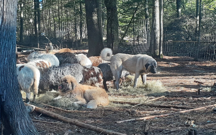 Tarma_SevenAllanonJan22 livestock guardian dogs and sheep