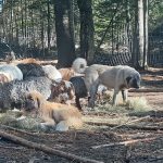 Tarma_SevenAllanonJan22