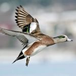 Highly pathogenic avian influenza confirmed in wild bird in South Carolina American wigeon