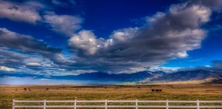 cattle and mountains