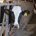 It’s June: Time for dairy month A holstein cow looks through a fence.