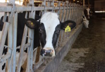 Scholarships available for Pennsylvania Dairy Summit A holstein cow looks through a fence.