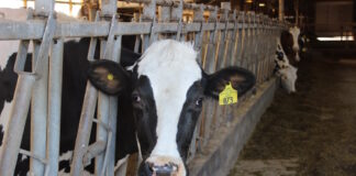 A holstein cow looks through a fence.