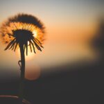 Choosing joy and ease dandelion