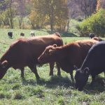 Cows eating in a pasture.