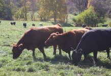 Trump floats buying Argentinian beef to cut prices for Americans Cows eating in a pasture.