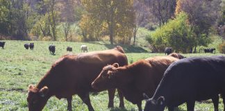 Trump floats buying Argentinian beef to cut prices for Americans Cows eating in a pasture.