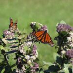 Fall prep for your garden and pollinators monarch butterfly on milkweed