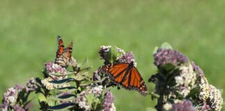 Fall prep for your garden and pollinators monarch butterfly on milkweed