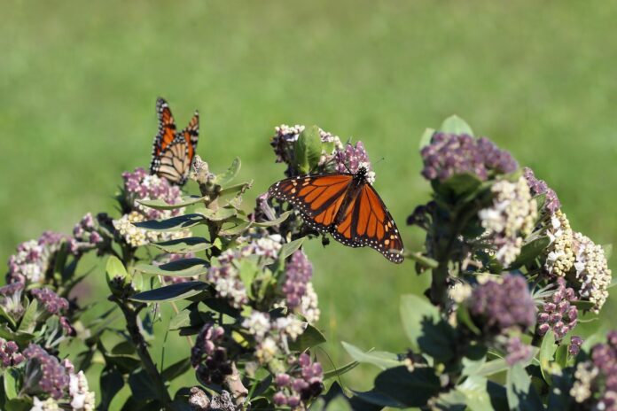 monarch butterfly on milkweed