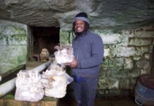 Dialing in: Wilcox connects with nature, local food, through mushrooms A man holds up a mushrooms growing in an old spring house.