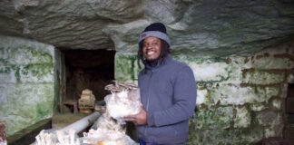 Dialing in: Wilcox connects with nature, local food, through mushrooms A man holds up a mushrooms growing in an old spring house.