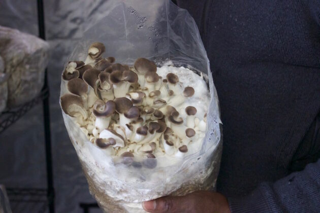 Mushrooms growing in a bag.