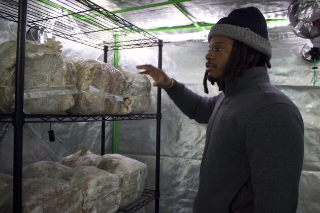 A man stands next to shelves with blocks of mushrooms growing on them.