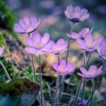 How to garden for climate change Hepatica