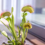 How to grow a Venus flytrap Venus flytrap