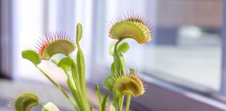 How to grow a Venus flytrap Venus flytrap
