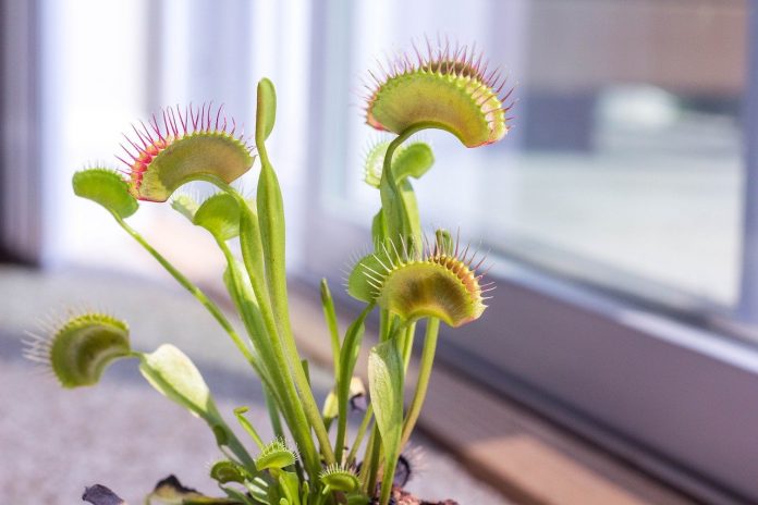 Venus flytrap Venus flytrap